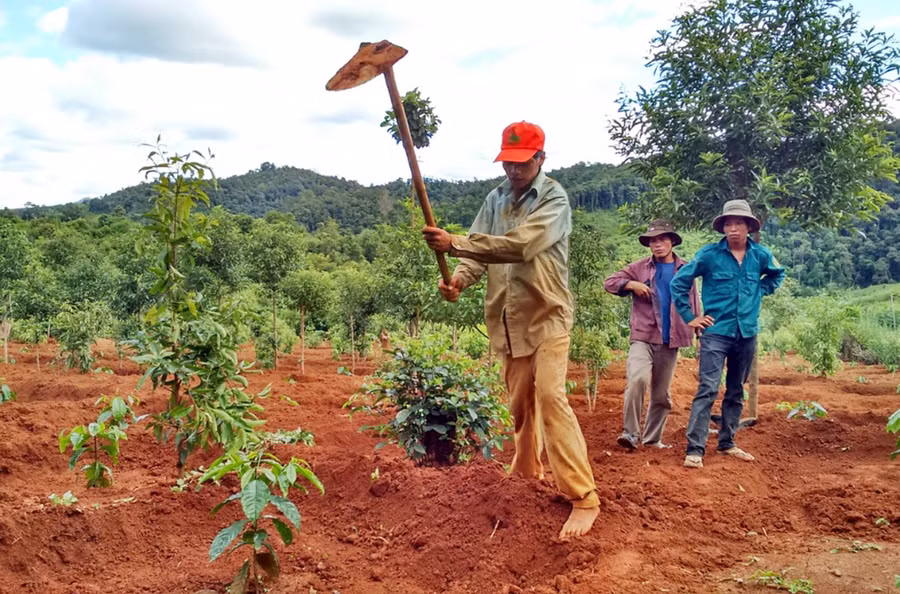 Các giống cà phê hỗ trợ người dân tái canh có khả năng sinh trưởng và phát triển tốt, kháng được nhiều sâu bệnh hại và cho năng suất, chất lượng cao (ảnh chụp năm 2020). Ảnh: Quang Tấn Các giống cà phê hỗ trợ người dân tái canh có khả năng sinh trưởng và phát triển tốt, kháng được nhiều sâu bệnh hại và cho năng suất, chất lượng cao. ảnh chụp trước đợt dịch Covid-19. Ảnh: Quang Tấn