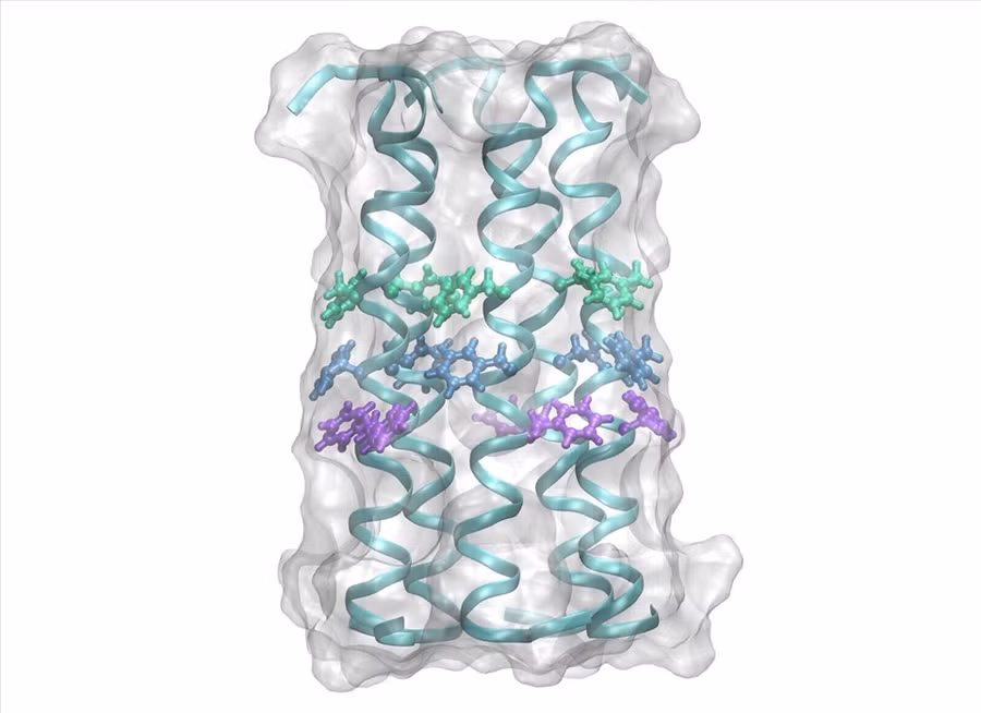 Protein vỏ của coronavirus là một trong hai loại protein mà các nhà khoa học của Đại học Hebrew đang nhắm mục tiêu bằng các loại thuốc mà họ đã thử nghiệm trong phòng thí nghiệm. Ảnh: Đại học Hebrew