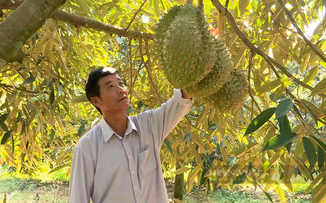Nông dân Bình Dương chăm sóc vườn sầu riêng. Ảnh: Trần Khánh