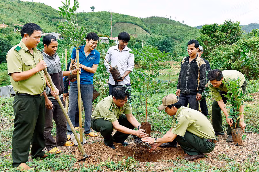 Toàn tỉnh đã trồng hơn 2.256 ha rừng, đạt 28,2% so với kế hoạch đề ra. Ảnh: Đức Thụy