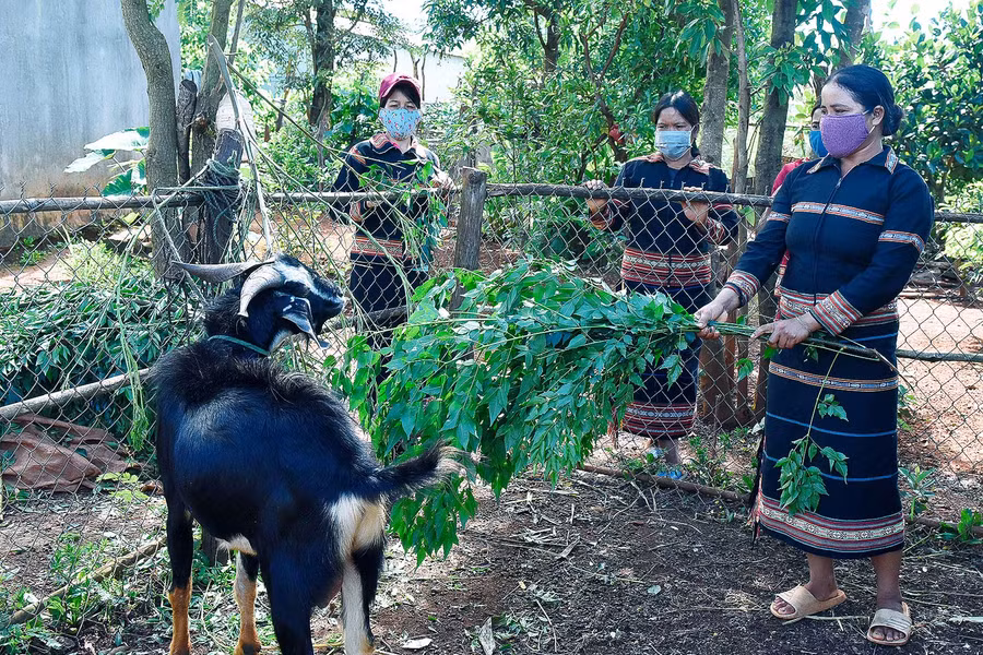 7.Chị Hngenh (làng Róh) chia sẻ: “Gia đình tôi thuộc diện hộ nghèo. Nhờ sự quan tâm của Chi hội phụ nữ, tôi được hỗ trợ 30 kg thóc, giúp gia đình vượt qua khó khăn trong mùa dịch này”.