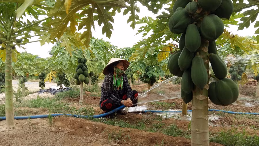 Chị Trấn Thị Thanh (xã An Thạch, huyện Tuy An, tỉnh Phú Yên) chăm sóc vườn đu đủ cho thu hoạch lứa đầu.
