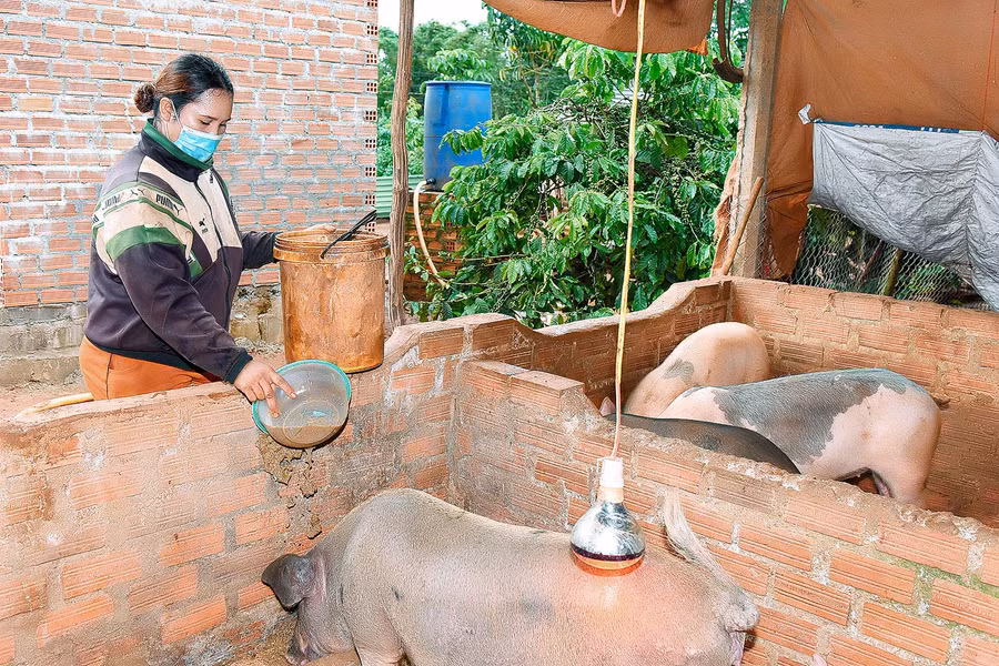 4. Gia đình chị Siu Liên thuộc diện hộ nghèo của làng O Đất. Được xã hỗ trợ vay vốn 30 triệu đồng từ nguồn vốn của Ngân hàng Chính sách Xã hội, chị nuôi có 1 con heo nái, 14 con heo thịt và đàn gà, vịt hơn 100 con. “Mình vừa bán 7 con heo thịt được 24 triệu đồng để góp tiền vào xây nhà ở”-chị Siu Liên chia sẻ.