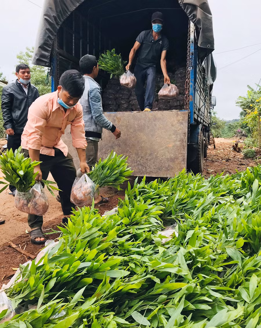  Hàng năm địa phương đều hỗ trợ cây giống để khuyến khích người dân trồng rừng. Ảnh: Anh Huy