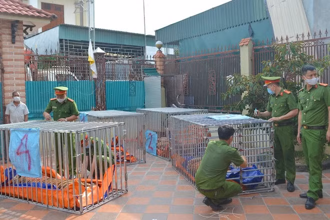  Lực lượng công an thu giữ nhiều con hổ lớn còn sống ở xã Đô Thành.