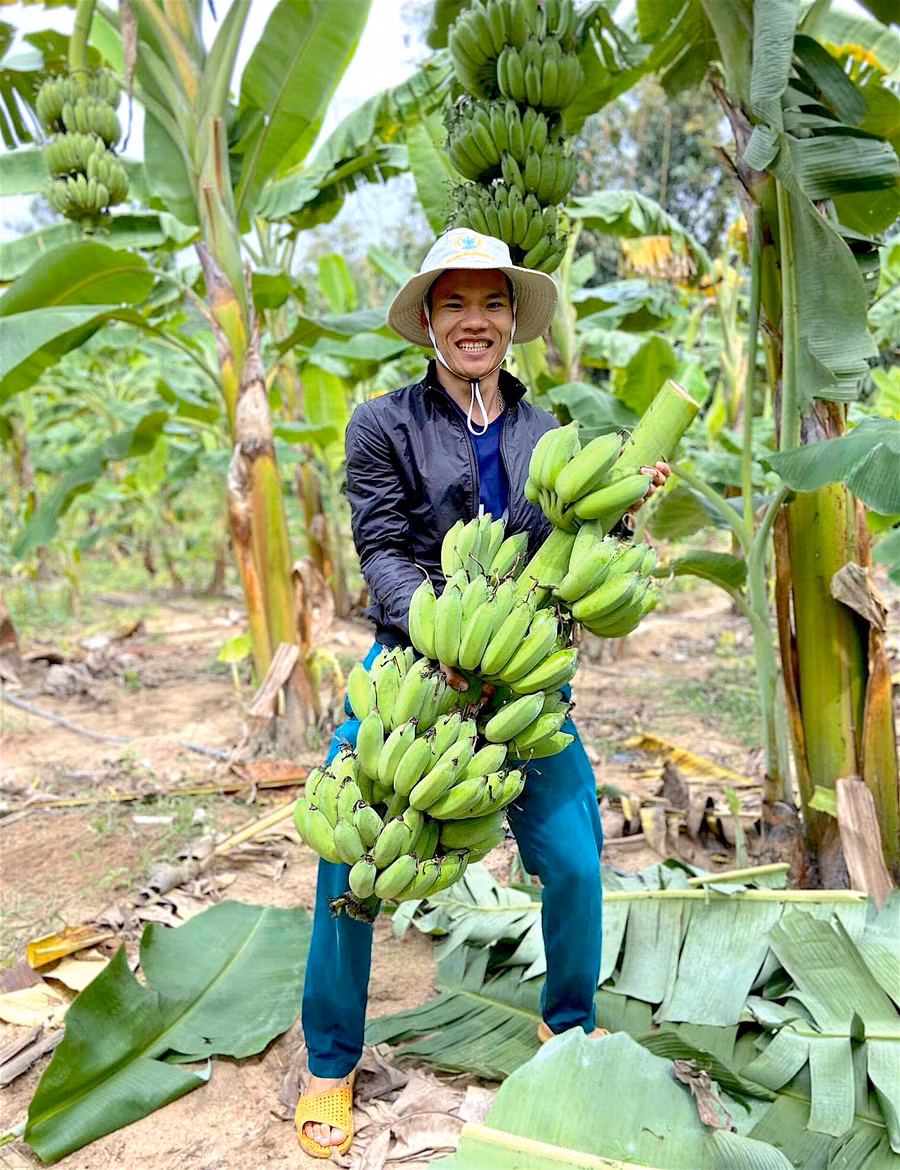  Anh Triệu Văn Lộc (làng Mông, xã Ya Hội) thu hoạch chuối trong vườn. Ảnh: Mộc Trà