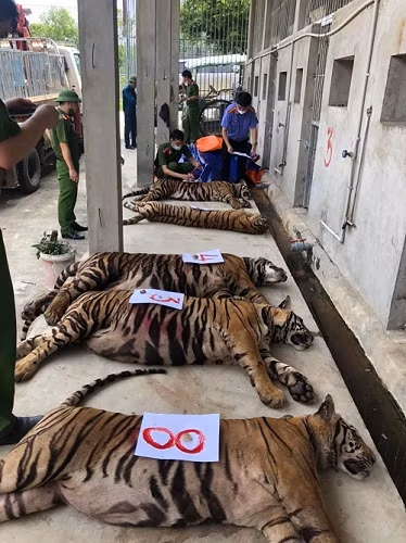 Những cá thể hổ được đưa ra khỏi nơi nuôi nhốt trái phép ở xã Đô Thành, huyện Yên Thành, tỉnh Nghệ An. Ảnh: Cổng thôn tin điện tử Viện kiểm sát nhân dân tỉnh Nghệ An