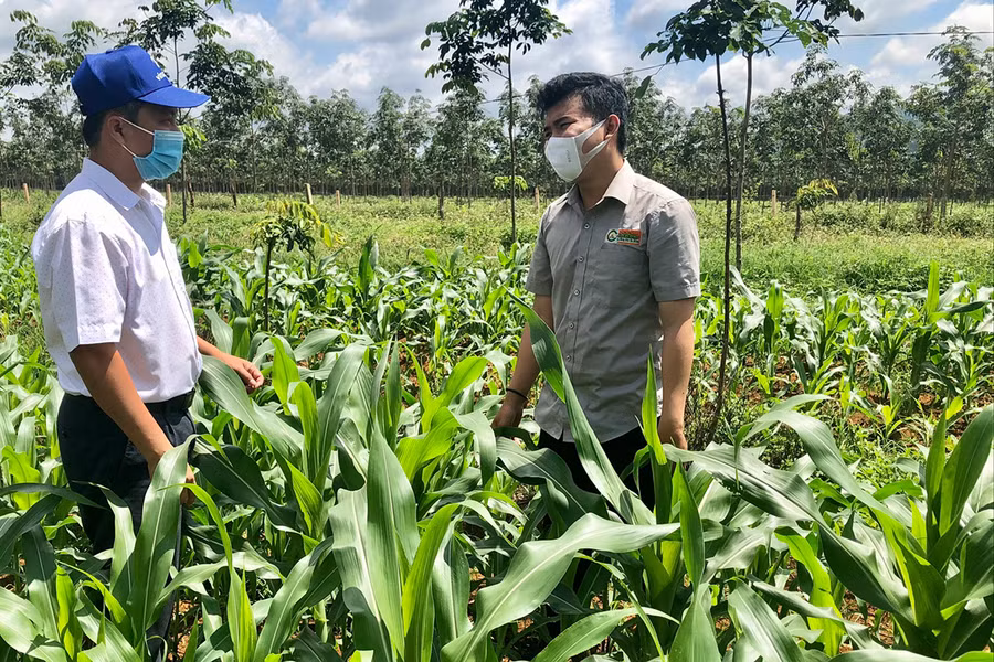Vụ mùa 2021, Tập đoàn Lộc Trời liên kết với Hợp tác xã Dịch vụ nông nghiệp Nghĩa Hòa (xã Nghĩa Hòa, huyện Chư Păh) triển khai mô hình trồng bắp sinh khối với diện tích 100 ha. Ảnh: Minh Nguyễn Vụ mùa 2021, Tập đoàn Lộc Trời đã liên kết với HTX Dịch vụ nông nghiệp Nghĩa Hòa (xã Nghĩa Hòa) triển khai mô hình trồng bắp sinh khối với diện tích 100 ha. Ảnh: Minh Nguyễn