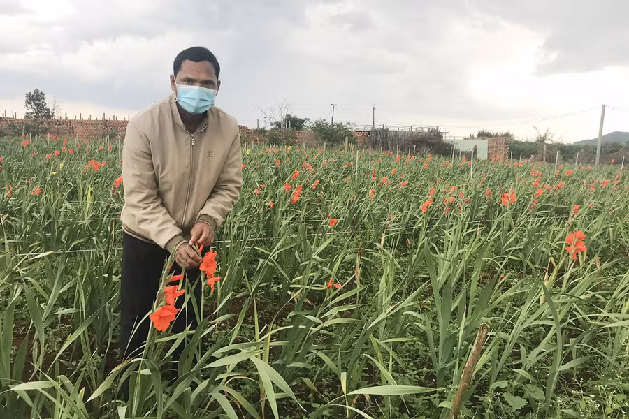 Nhiều người dân ở làng Châm Prông (xã Ia Băng) đã chuyển sang trồng hoa lay ơn phục vụ Tết để nâng cao thu nhập. Ảnh: Nguyễn Diệp Người dân làng Châm Prông (xã Ia Băng) áp dụng tiến bộ kỹ thuật trồng hoa lay ơn phục vụ Tết. Ảnh: Nguyễn Diệp