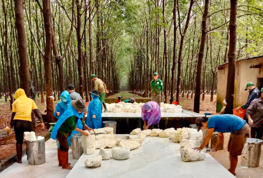 Tổng Giám đốc Công ty TNHH một thành viên Cao su Chư Prông Võ Toàn Thắng (thứ 2 từ phải sang) thăm vườn cây của đơn vị. Ảnh: Vũ Thảo