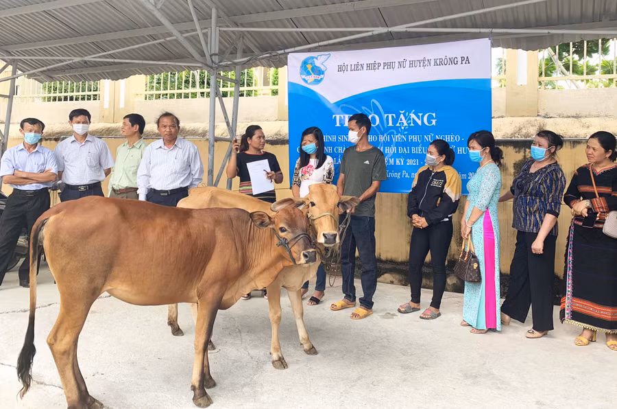 Hội LHPN huyện Krông Pa trao tặng bò cho hội viên phụ nữ có hoàn cảnh khó khăn năm 2021. Ảnh: Vũ Chi