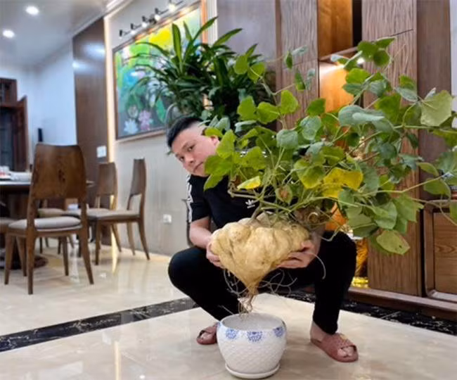 Anh Thangcrhd được một người tặng cây củ đậu đột biến này với ý nghĩa đặt trong nhà ngày Tết đem lại may mắn, tài lộc. Ảnh cắt từ clip