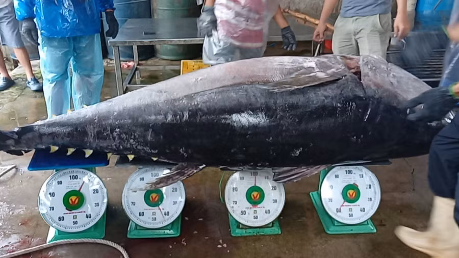 Con cá ngừ đại dương nặng 210 kg đã được gia đình ông Phụng bán với giá hơn 30 triệu đồng. Ảnh gia đình ông Phụng cung cấp