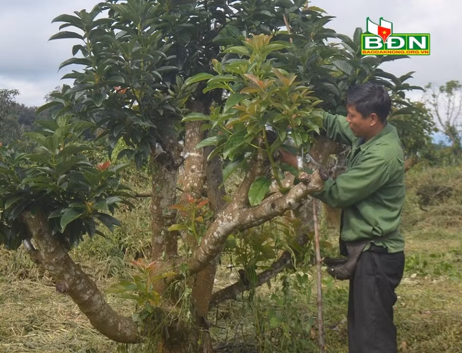 Các giống bơ đặc sản của vùng đã được anh Phương ghép vào gốc bơ booth chỉ khoảng 1 năm sau là cho quả