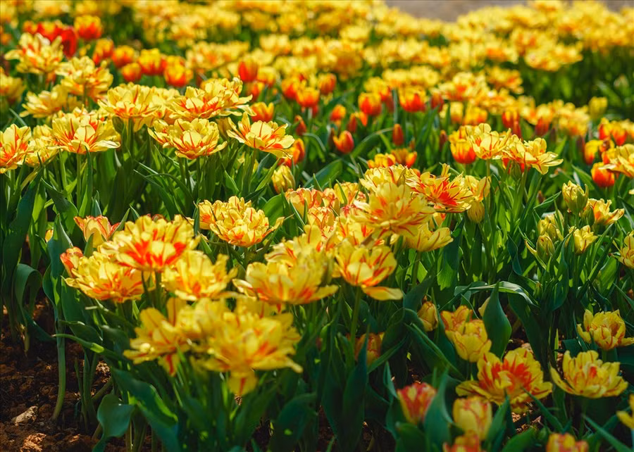 15.000 bông tulip to, nhiều màu sắc lạ tạo nên điểm check-in được yêu thích nhất tại núi Bà Tết này. 