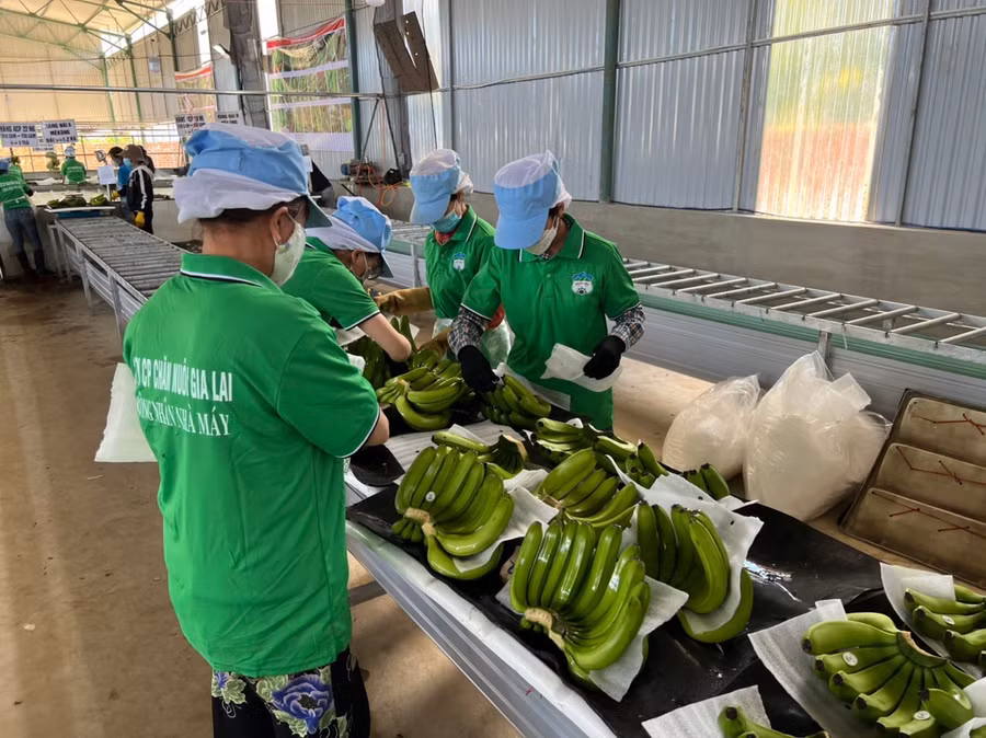  Qua quá trình sàng lọc khách hàng, thị trường, thổ nhưỡng và khả năng của mình, bầu Đức đã chốt lại 