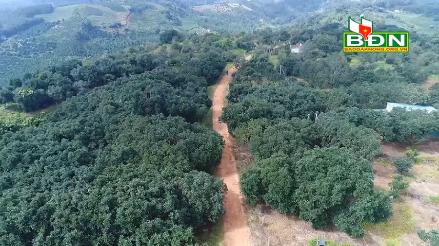  Dần hình thành vùng sản xuất bơ đặc sản lớn ở khu vực núi lửa Nâm Kar, huyện Krông Nô, tỉnh Đắk Nông.