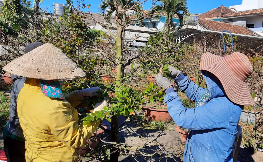 Lặt lá cho mai. Ảnh: VN