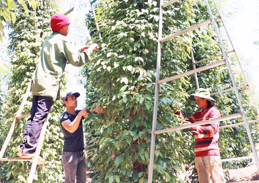 Người dân huyện Chư Pưh thu hoạch hồ tiêu. Ảnh: Cao Nguyên