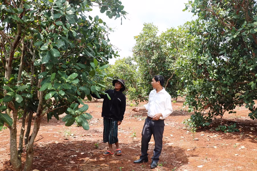 Tuyên truyền vận động, hướng dẫn kỹ thuật trồng trọt, chăn nuôi để người dân thay đổi nếp nghĩ, cách làm được xem là giải pháp có hiệu quả trong quá trình giảm nghèo của huyện. Ảnh: Anh Huy