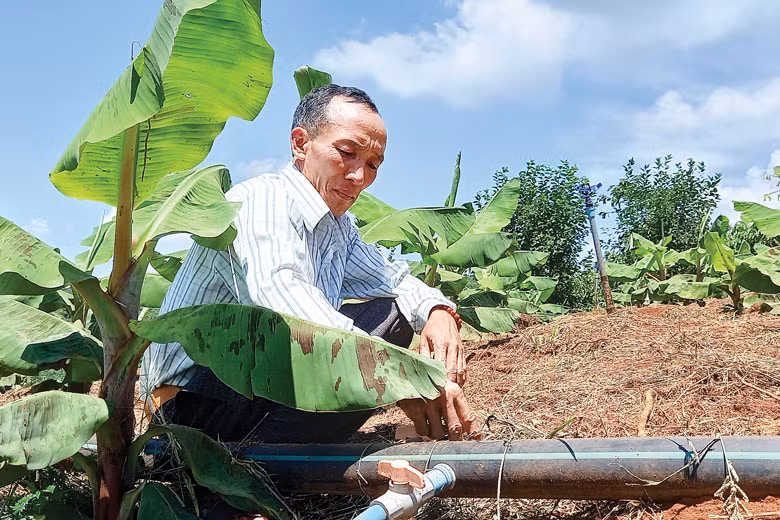Toàn bộ diện tích trồng chuối đã được anh Đào Văn Cường đầu tư hệ thống tưới tự động Toàn bộ diện tích trồng chuối đã được anh Đào Văn Cường đầu tư hệ thống tưới tự động