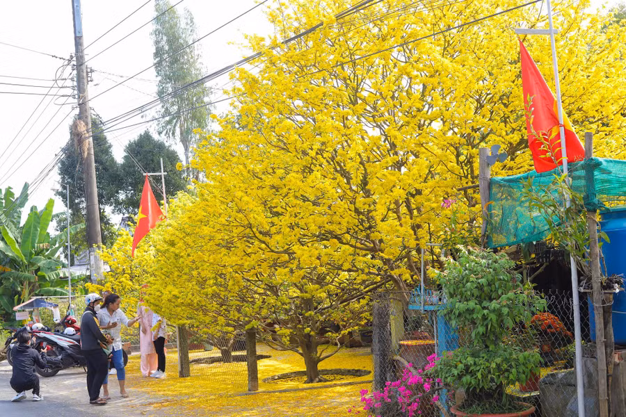Quang ghé lại chụp ảnh bên cây mai ở Châu Phú, An Giang vào dịp Tết Nhâm Dần 2022. Ảnh: Nhật Quang