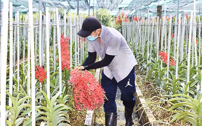 Trồng lan công nghệ cao của Hợp tác xã hoa lan Huyền Thoại, TP Hồ Chí Minh (Ảnh: Thành Nam - Quang Sơn) Trồng lan công nghệ cao của Hợp tác xã hoa lan Huyền Thoại, TP Hồ Chí Minh (Ảnh: Thành Nam - Quang Sơn)