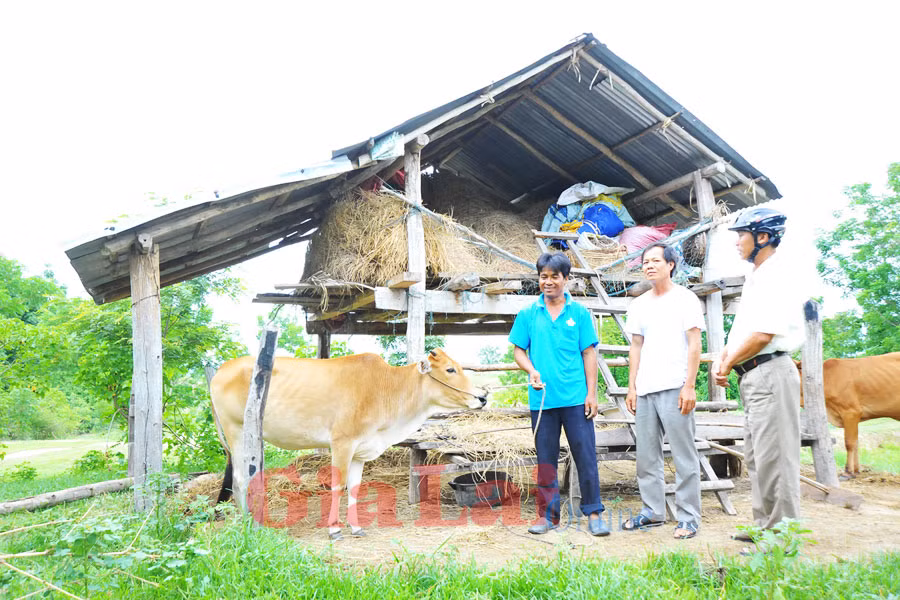  Anh Ksor Nưh vui mừng được cán bộ xã hướng dẫn cách chăm sóc bò trong thời kỳ sinh sản. Ảnh: Nguyễn Giác