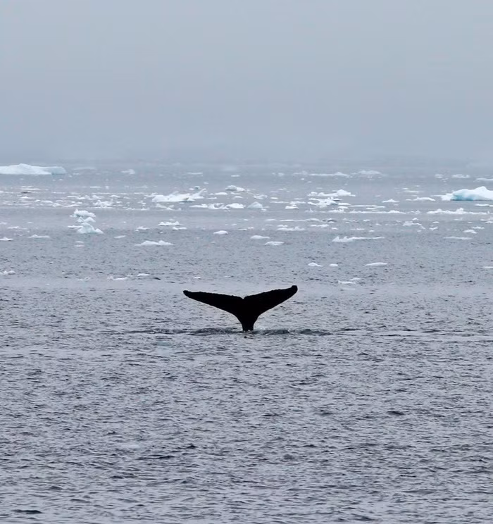 Ảnh: Reuters/Alexandre Meneghini