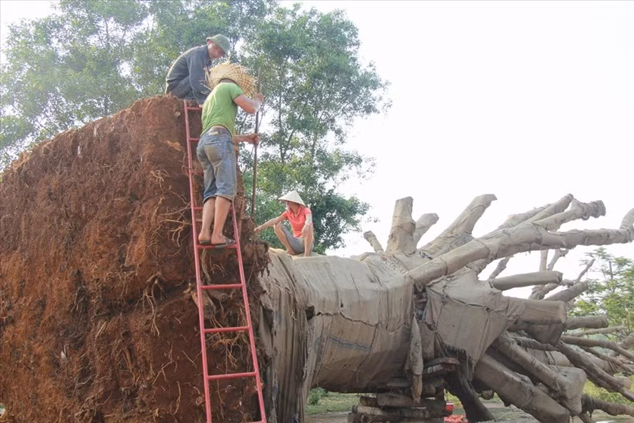  Cây khủng được gọt để di chuyển tiếp hành trình. Ảnh: NĐT