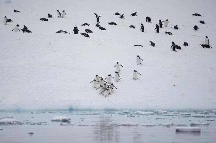 Ảnh: Reuters/Alexandre Meneghini