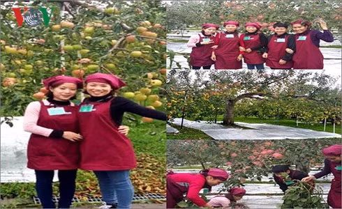 Sinh viên của Học viện đang tham gia chương trình kỹ sư táo đỏ tại Nhật Bản 