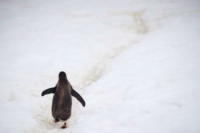 Ảnh: Reuters/Alexandre Meneghini