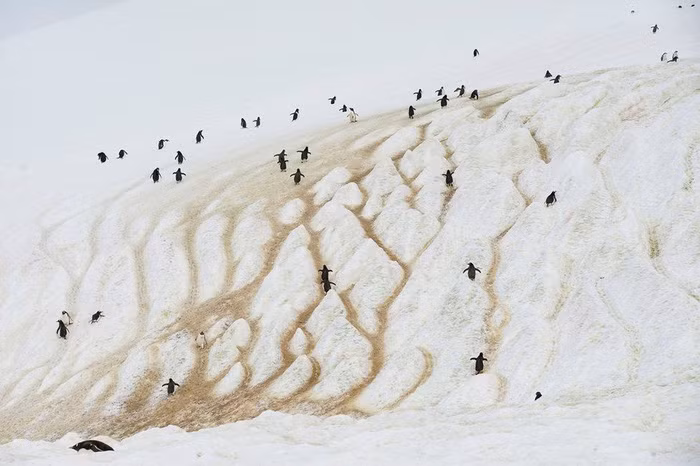 Ảnh: Reuters/Alexandre Meneghini