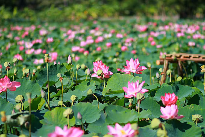 Cánh đồng sen rộng 5 ha, nằm trong khuôn viên hơn 7 ha. Mô hình do một hộ gia đình người Chăm thử nghiệm từ tháng 9/2017. Anh Quảng Ngọc Nhiên (quản lý Nhà sen Caraih) cho biết: 