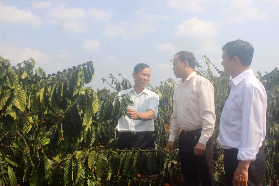 Ông Hoàng Văn Khương đang trao đổi về quy trình tái canh cà phê với cán bộ SHB Gia Lai. Ảnh: S.C