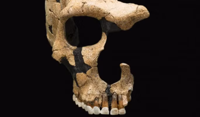 Hộp sọ mang dấu vết chiến tranh của người Neanderthals 