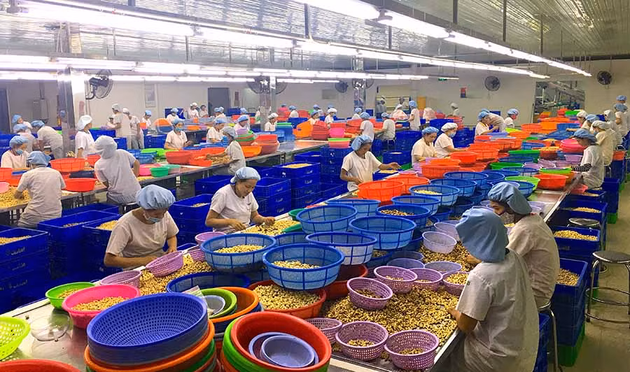 Công ty TNHH Olam Việt Nam là một trong những doanh nghiệp FDI đầu tiên đến đầu tư tại Gia Lai. Ảnh: K.L 