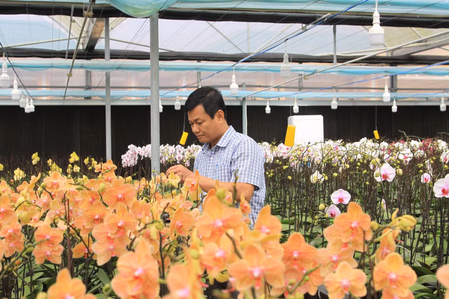  Ông Đào Ngọc Hoàng - Giám đốc Trung tâm Nghiên cứu, ứng dụng và thông tin khoa học công nghệ (Sở Khoa học và Công nghệ Quảng Trị) kiểm tra sự phát triển của lan hồ điệp.