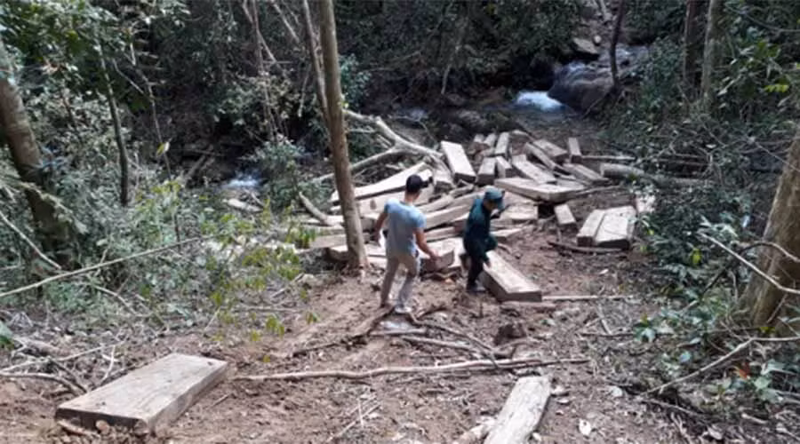 Một bãi gỗ được tập kết tại khe suối