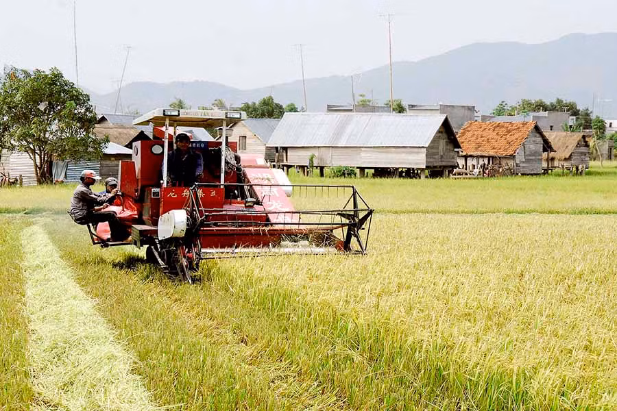 Người dân huyện Phú Thiện thu hoạch lúa. Ảnh: Đức Thụy