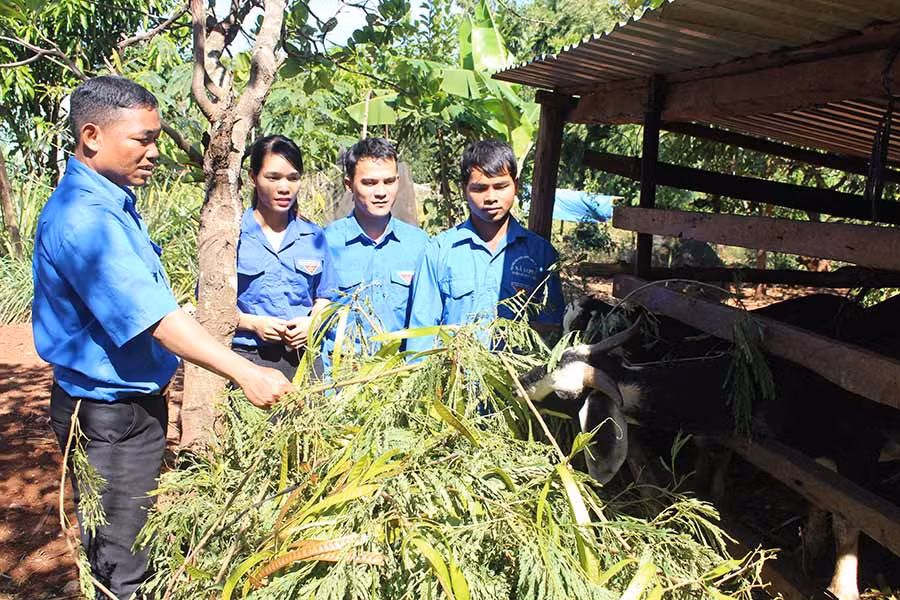  Anh Nguyễn Thanh Phương (thứ 2 từ phải sang) cùng đoàn viên, thanh niên tham quan mô hình nuôi dê của anh Nay Jon (bìa trái). Ảnh: P.L
