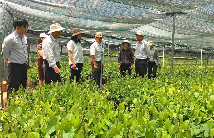 Công ty TNHH Olam Việt Nam là một trong những doanh nghiệp FDI đầu tiên đến đầu tư tại Gia Lai. Ảnh: K.L
