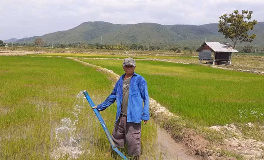  Ông Ksor Then tưới nước cho ruộng lúa ở cánh đồng Kja (xã Chư Gu, huyện Krông Pa). Ảnh: N.T 