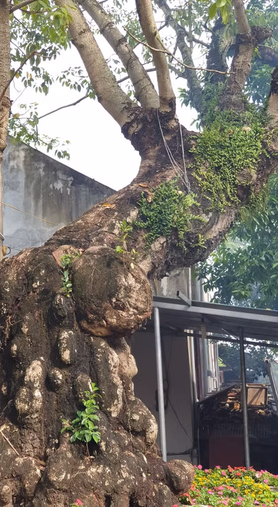 Cây gạo nằm trong khuôn viên chùa cũng đã 400 tuổi