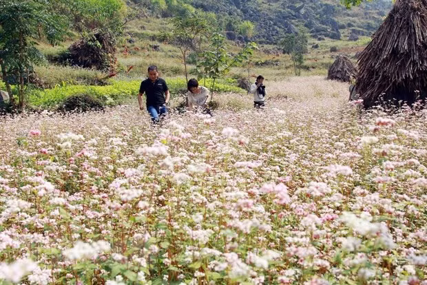 Khách du lịch lên thăm Cao nguyên đá Đồng Văn và chụp ảnh cùng hoa Tam giác mạch. (Ảnh: Đỗ Bình/TTXVN)