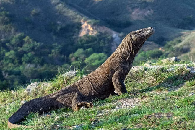 Đảo Komodo là điểm thu hút các du khách yêu thích khám phá thiên nhiên