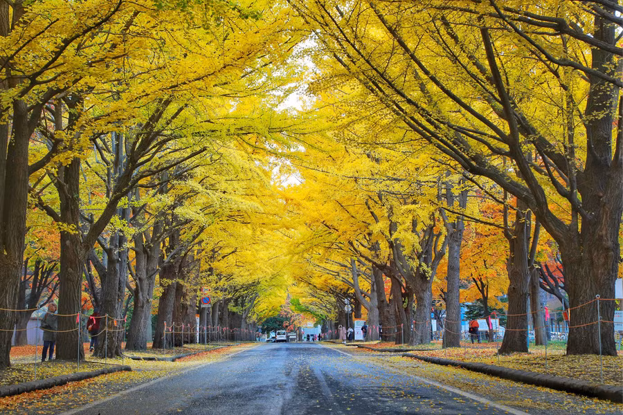 Đường cây ngân hạnh cạnh đại học Hokkaido - Ảnh: NGÔ TRẦN HẢI AN