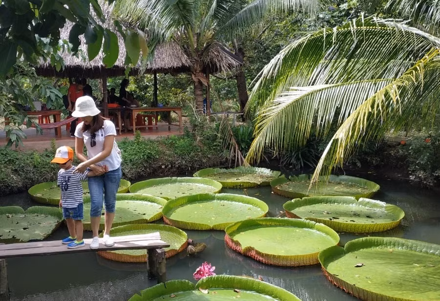 Sen Vua Nam Mỹ cũng được trồng thử nghiệm ở một số ao hồ Cồn Sơn. Ảnh: Th.Nhân.