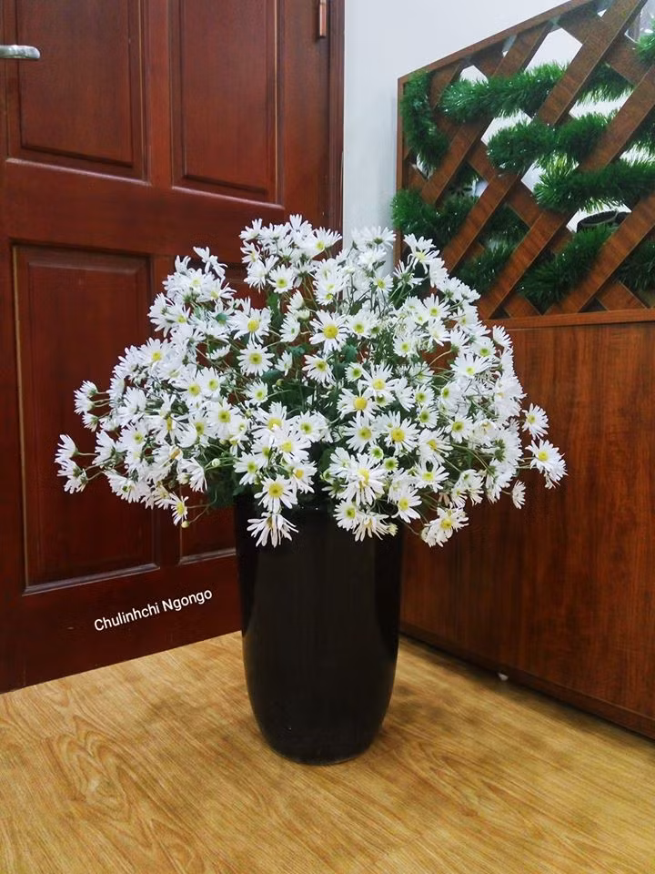 Bình cúc họa mi đặt ở góc nào căn phòng cũng trở nên nổi bật, cực xinh và làm sáng bừng cả không gian.